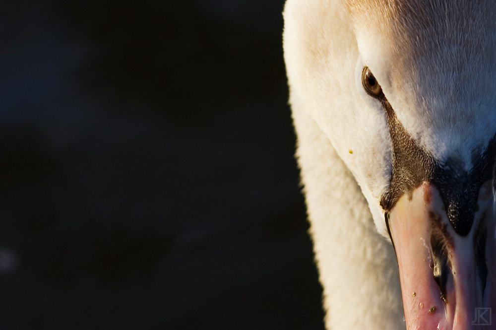 Swan