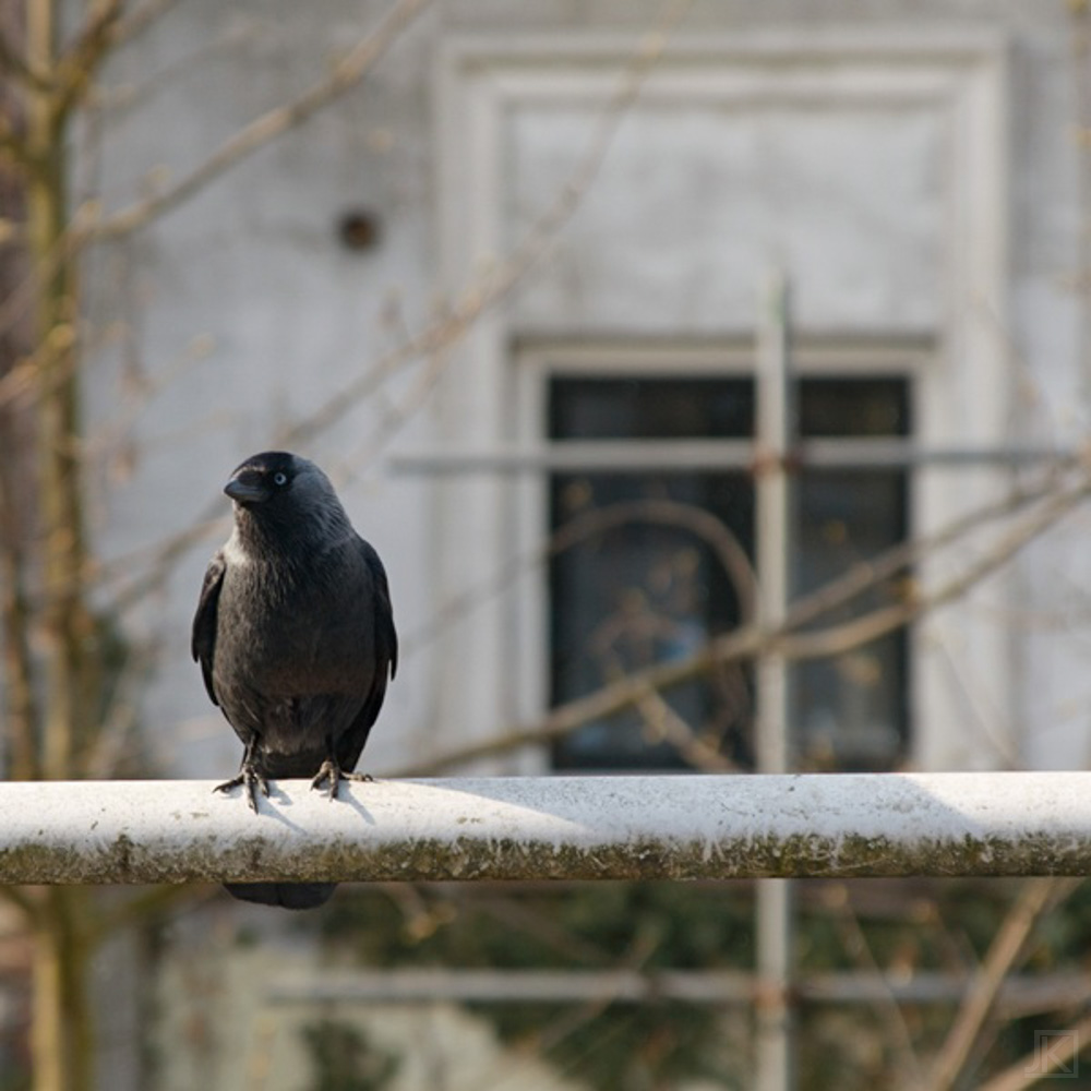 Kauw (Jackdaw)