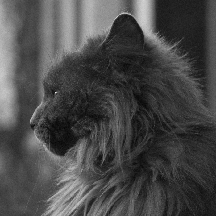 Kat