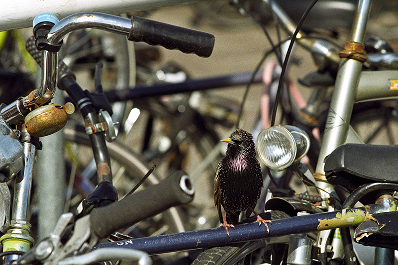 Sparrow on bike
