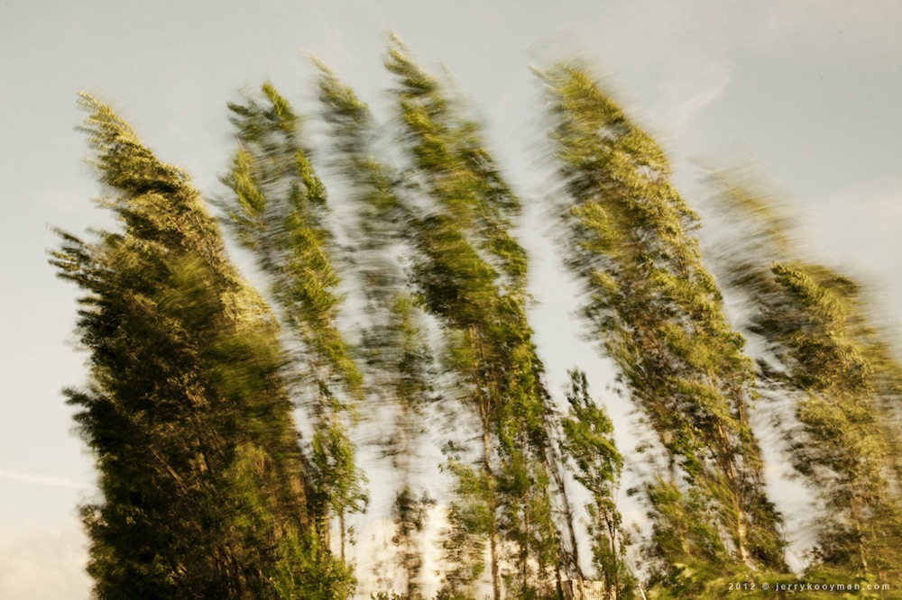 Trees