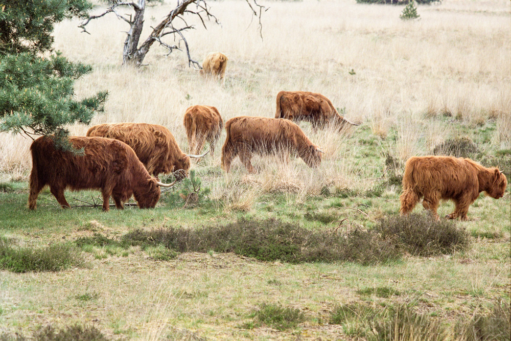 Schotse Hooglanders, Veluwe