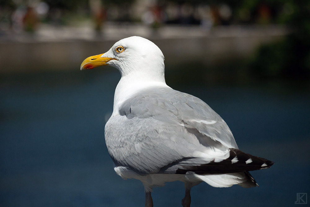 Seagul