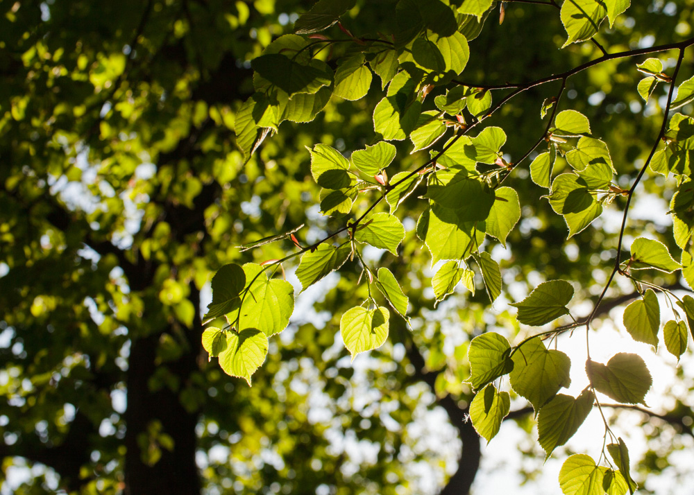 Sunlight through the leaves